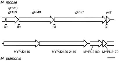 FIG. 1.