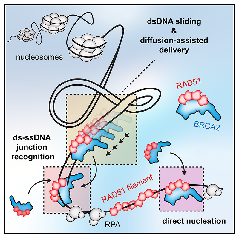 Graphical abstract