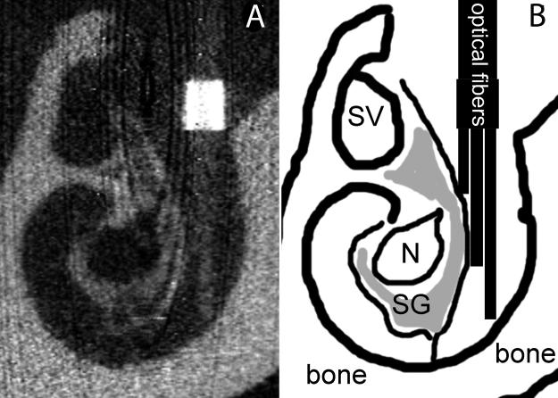 Fig 7