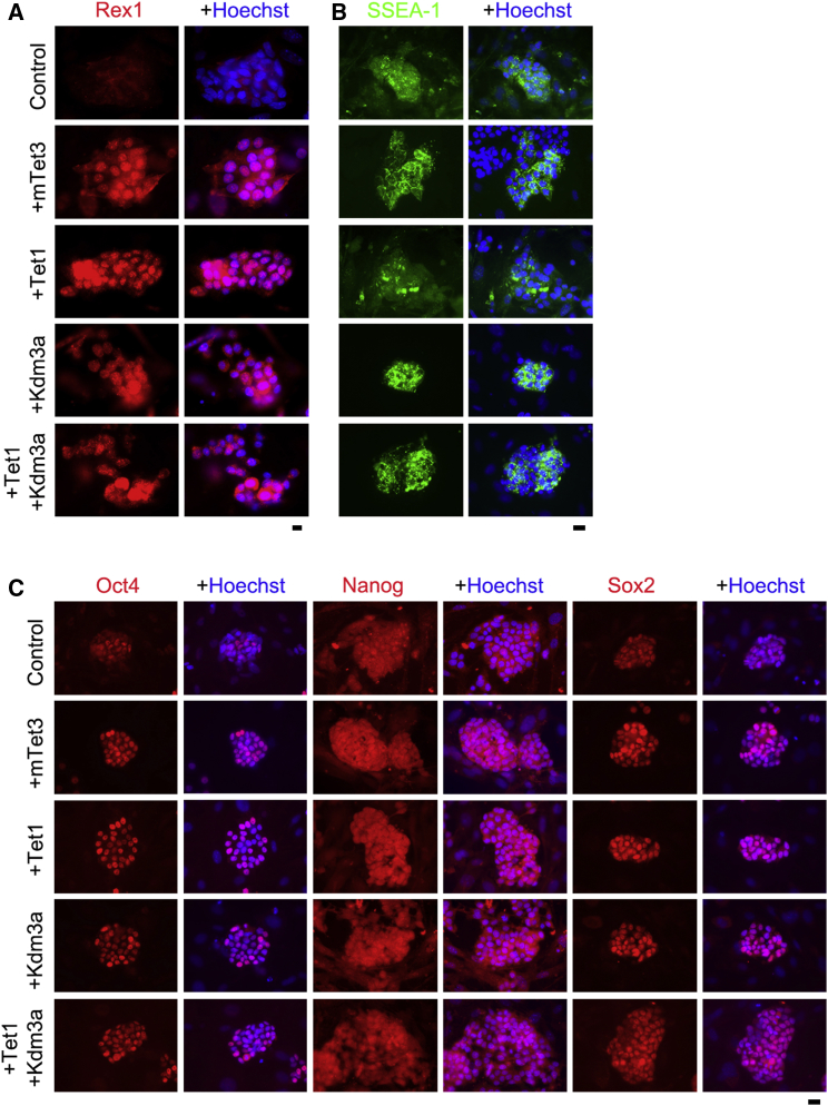 Figure 2