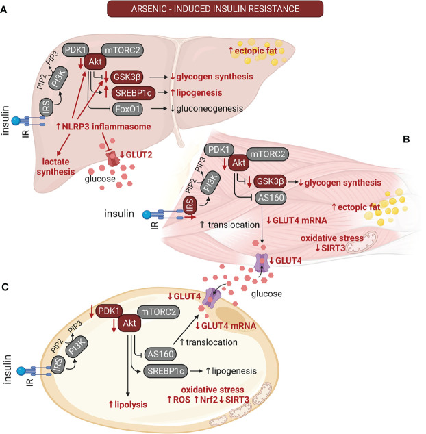 Figure 2