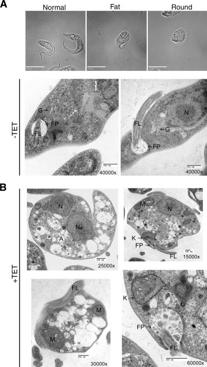 FIG. 4.