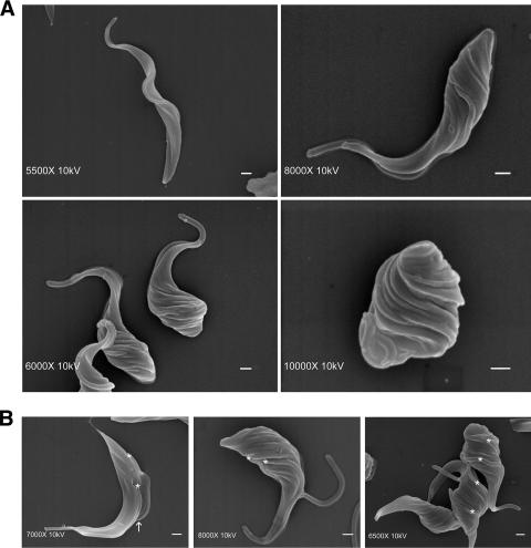 FIG. 5.