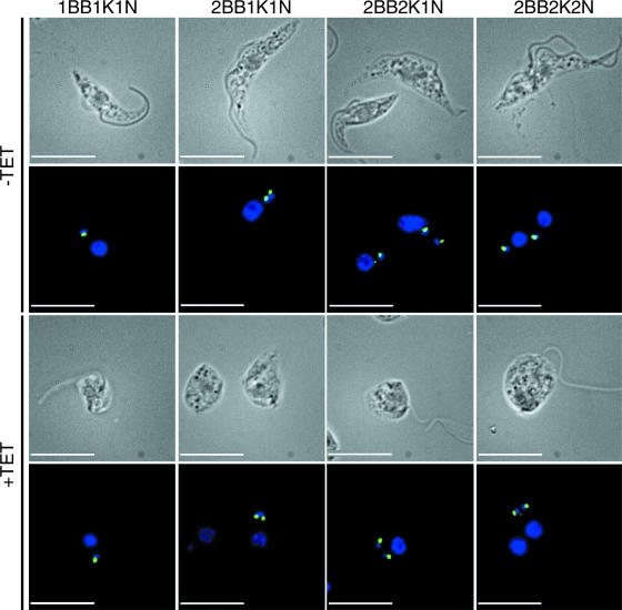 FIG. 8.