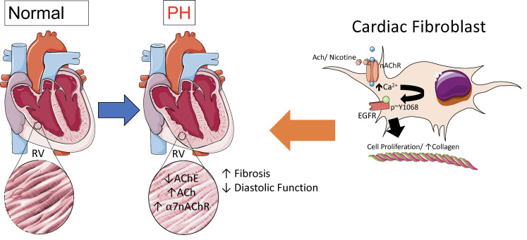 graphic file with name jciinsight-6-142945-g218.jpg