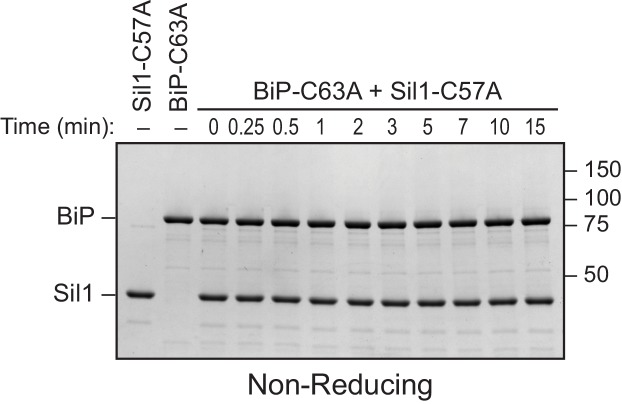 Figure 2—figure supplement 3.