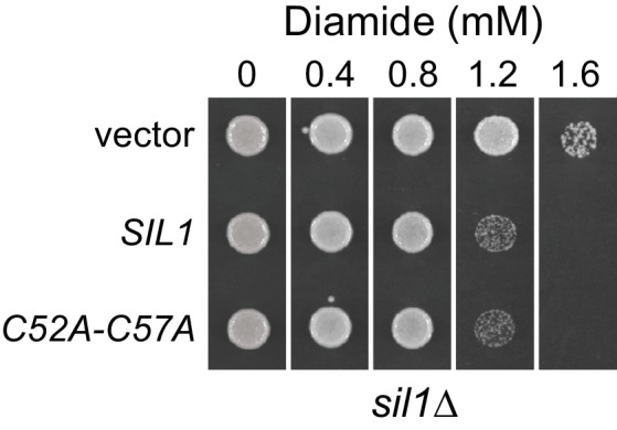 Figure 3—figure supplement 1.