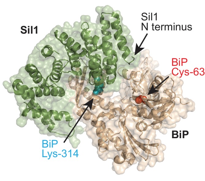 Figure 1—figure supplement 1.