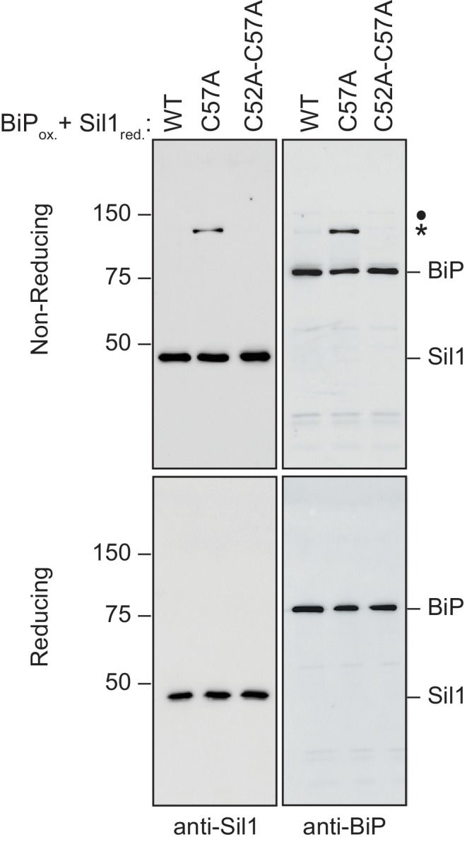 Figure 2—figure supplement 5.