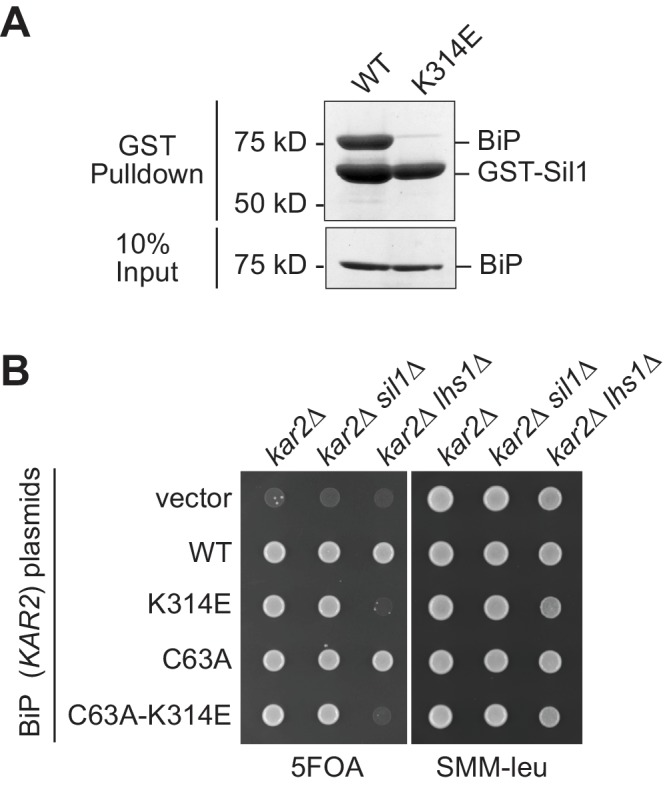 Figure 1—figure supplement 2.