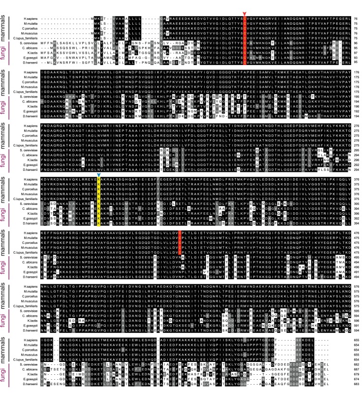 Figure 5—figure supplement 2.