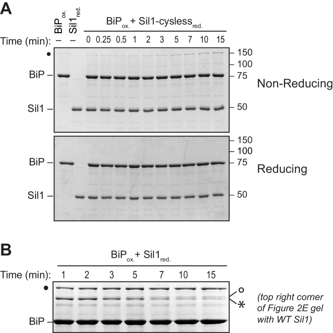 Figure 2—figure supplement 4.