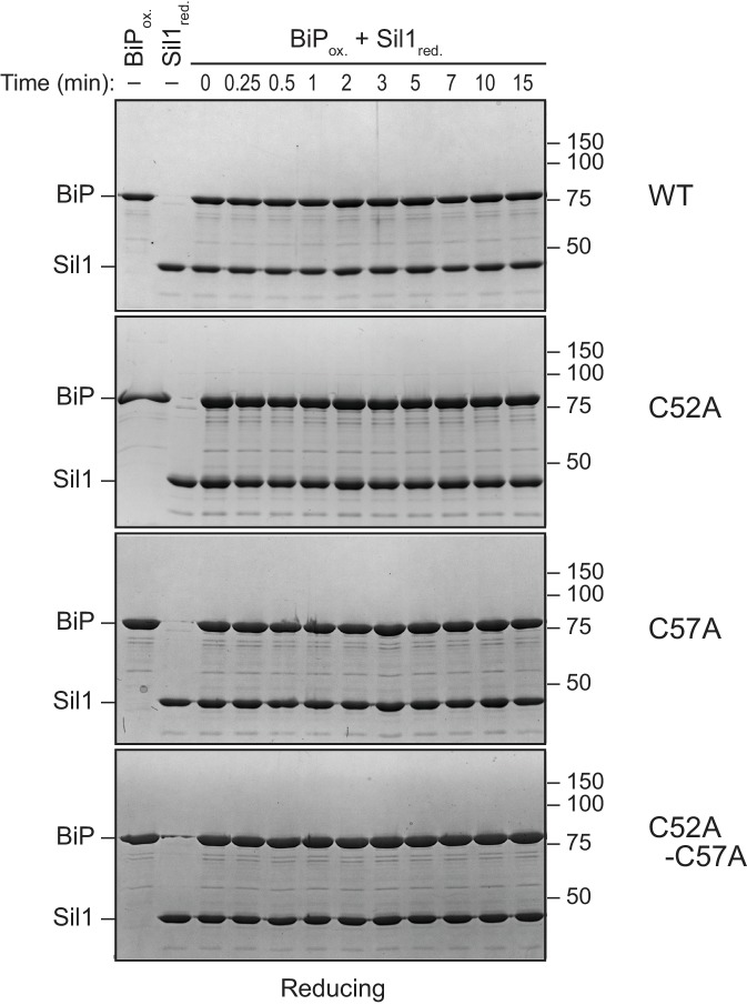 Figure 2—figure supplement 2.