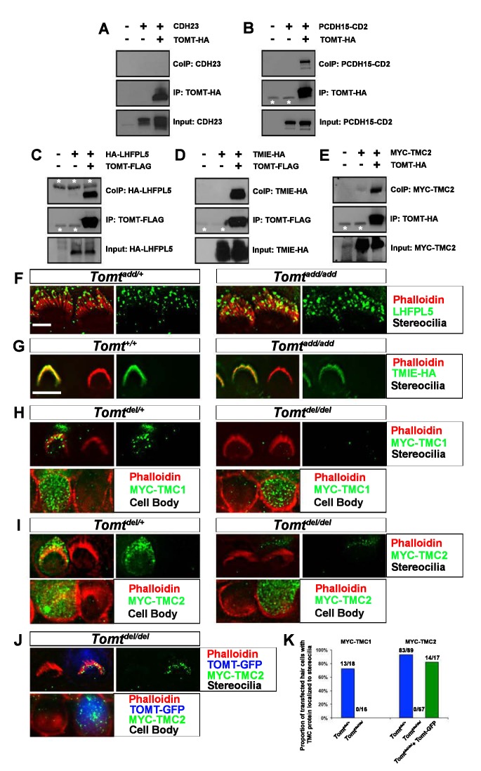 graphic file with name elife-33307-fig1.jpg