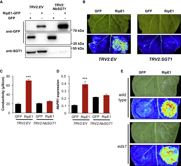 Figure 4