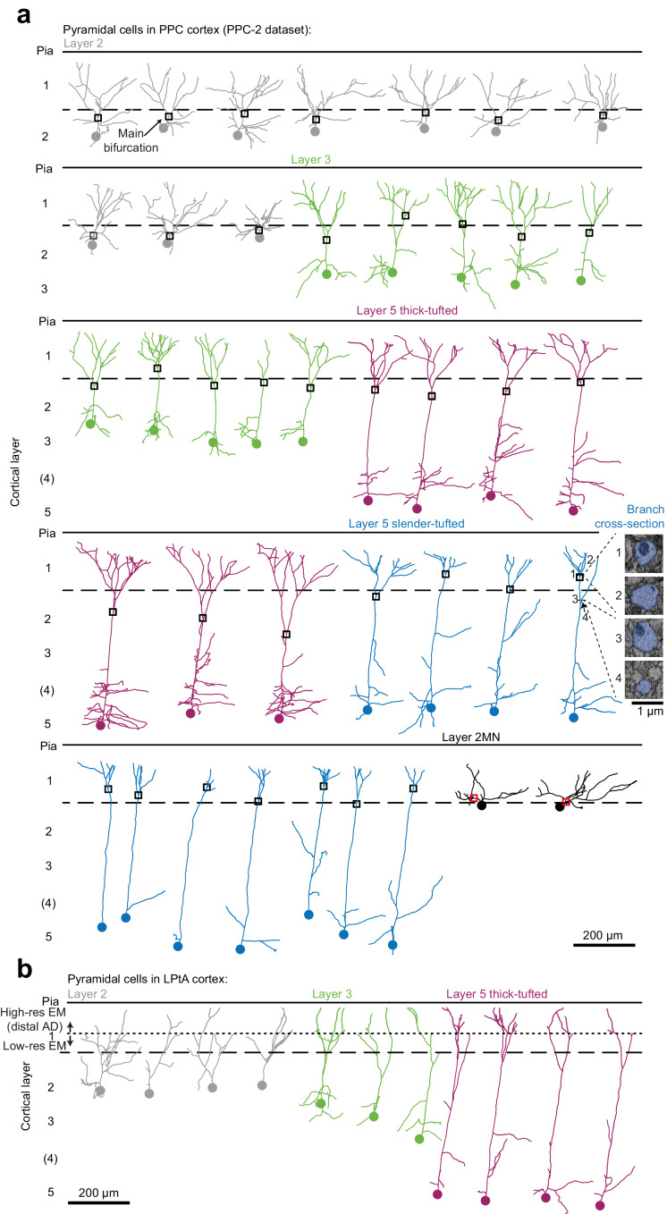 Figure 5—figure supplement 1.