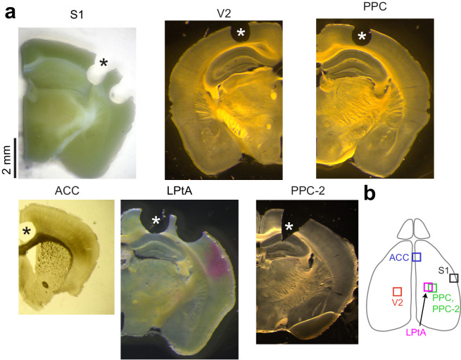 Figure 1—figure supplement 1.