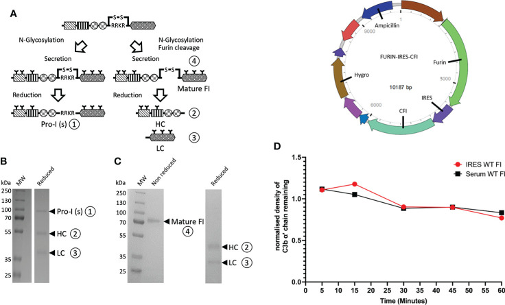 Figure 2