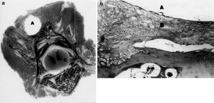 Fig. 3 a, b