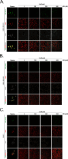 Figure 2—figure supplement 2.