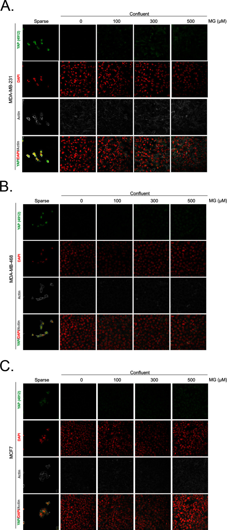 Figure 2—figure supplement 2.