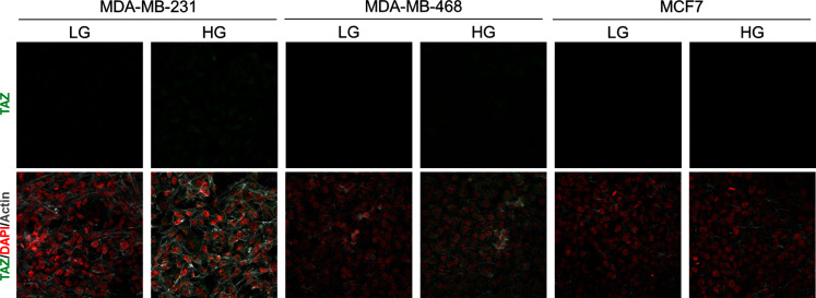 Figure 3—figure supplement 2.