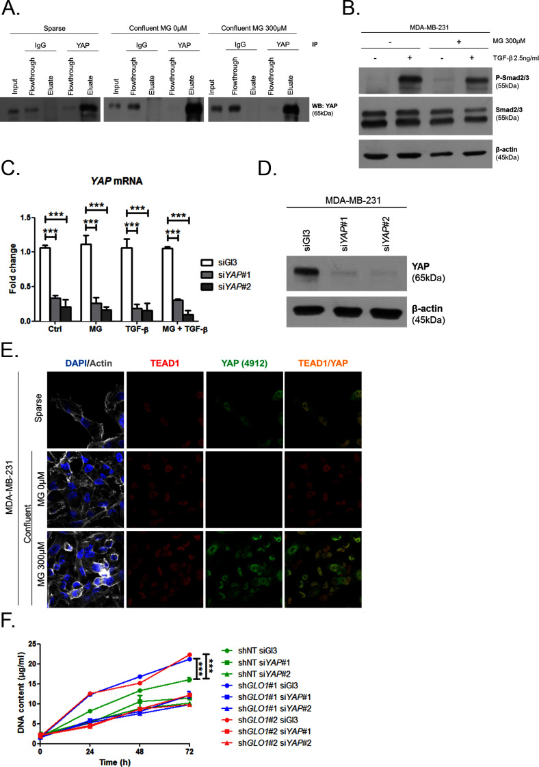 Figure 5—figure supplement 2.