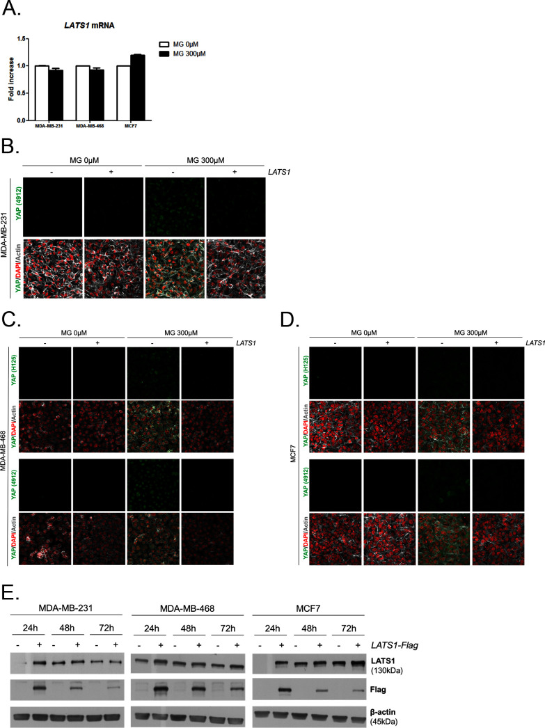 Figure 6—figure supplement 1.