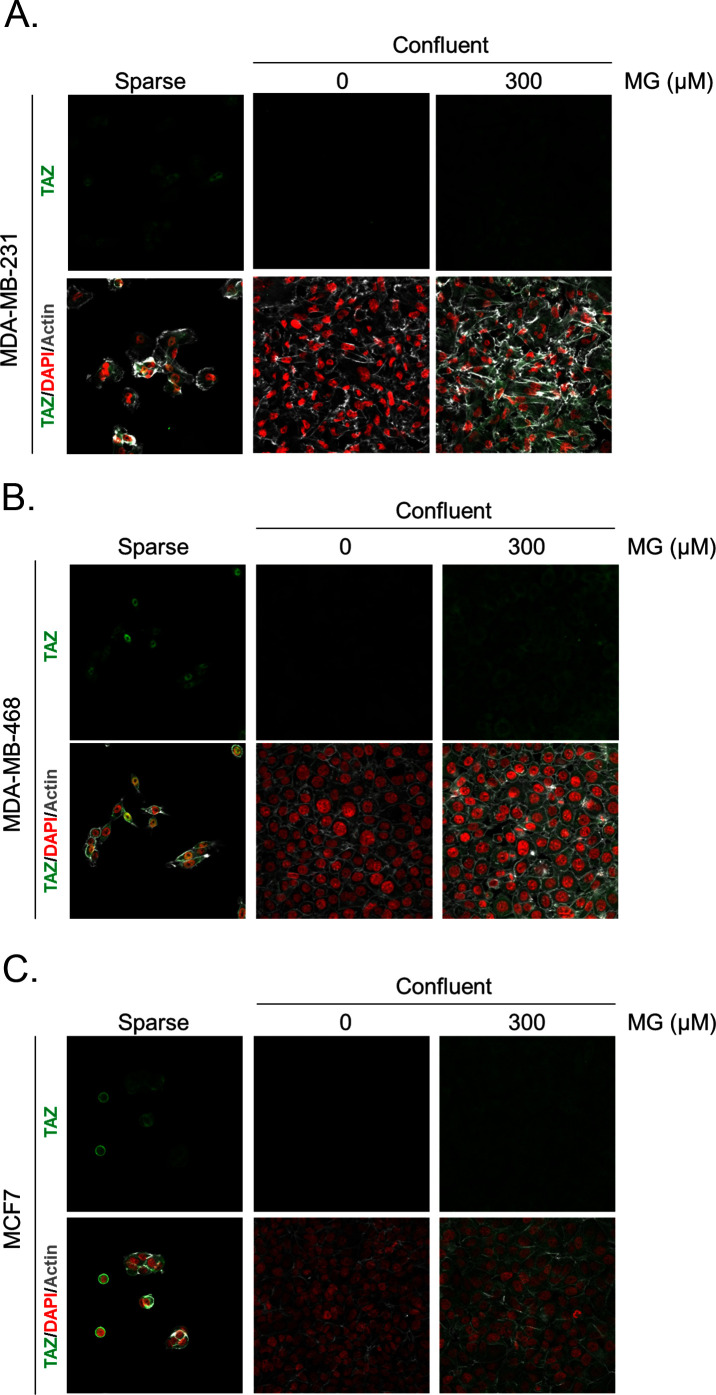 Figure 2—figure supplement 3.