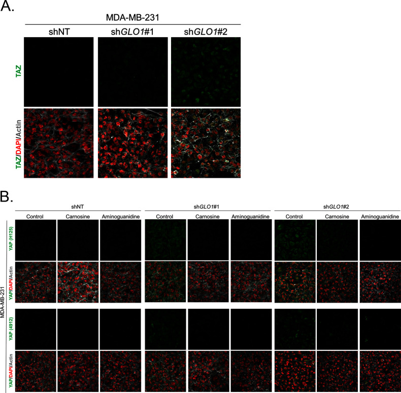 Figure 4—figure supplement 1.