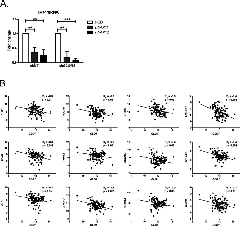 Figure 5—figure supplement 1.