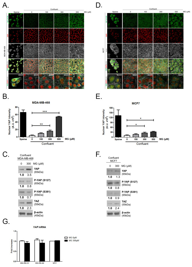 Figure 2—figure supplement 1.