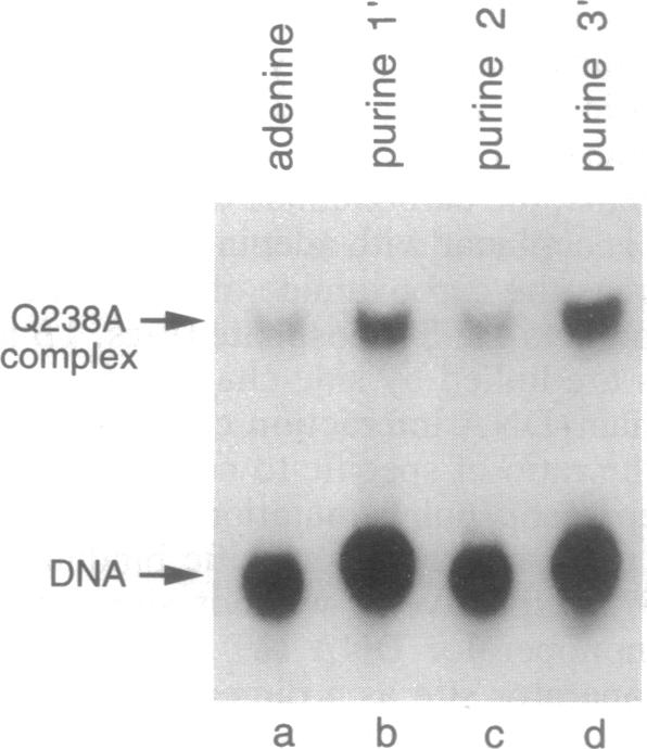 graphic file with name pnas01131-0422-b.jpg