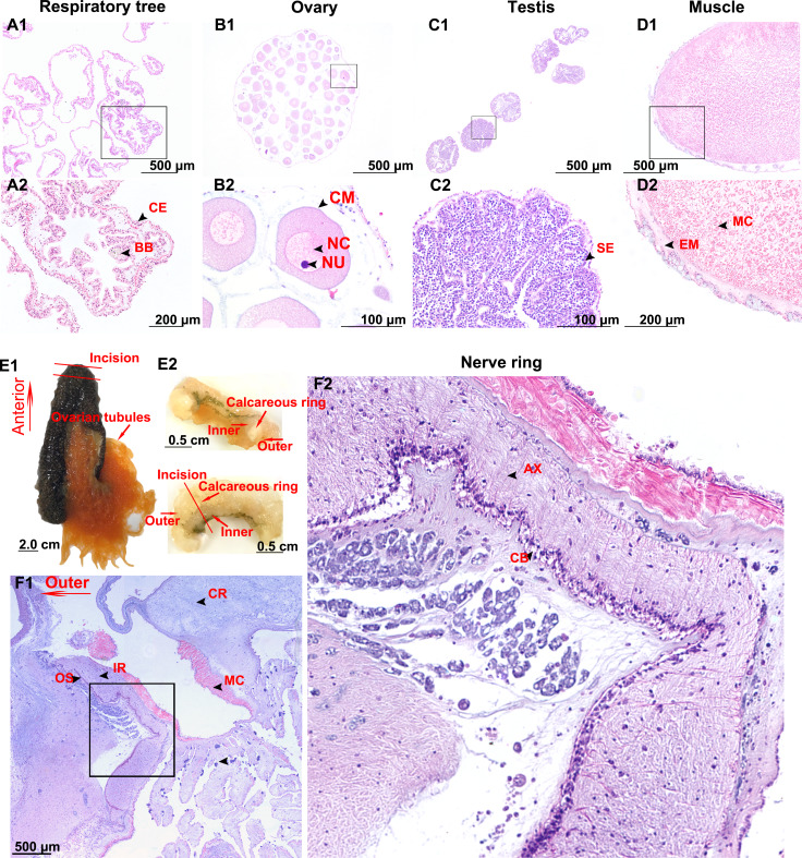 Figure 7—figure supplement 2.