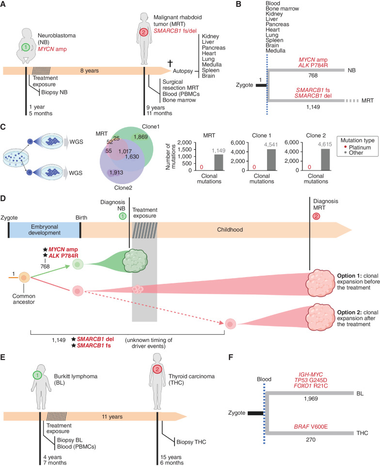 Figure 3. The origin of second solid tumors of cases 3 (A–D) and 4 (E–F). A, Eight years after the development of NB, the child presented with MRT. B, The comparison of whole-genome mutations in both tumors with those detected across samples of 10 normal tissues (some obtained during autopsy) revealed a completely independent origin of the NB and the MRT. C, No platinum-related mutations were detected in expanded single cells of the MRT. Therefore, there is apparently no mutagenic contribution of cisplatin to the mutational burden of the MRT. D, Schematic representation of the evolution of the two tumors of case 3. E, Eleven years after the development of BL, the child presented with THC. F, The analysis of whole-genome somatic mutations in both tumors revealed a totally independent origin of both tumors.