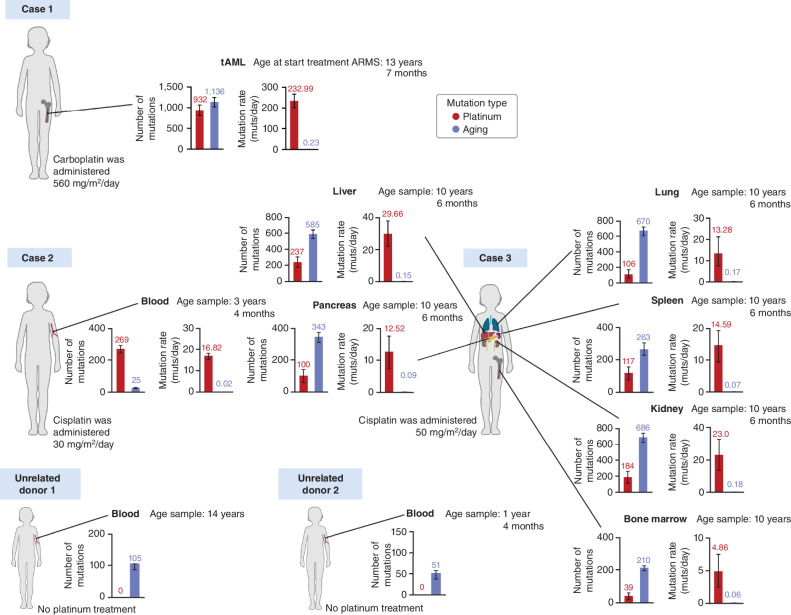 Figure 4. Activity of platinum-related mutational signature across normal tissues of three children. Every pair of bar plots presents the careful deconstruction of the mutational profile of a sample obtained from a tissue (that was normal at the time of exposure to the chemotherapy). Blood samples obtained from unrelated donors 1 and 2 were not exposed to platinum-related drugs. In all cases, the left-hand bars represent the absolute activity of the platinum-based SBS31 (red) and age-related mutational processes (SBS1, SBS5, and SBS40; blue). The rate of age-related mutations of case 1 (tAML) was calculated on the basis of the age of diagnosis of the ARMS, which is an underestimation, because we know its clonal expansion started after its exposure to the treatment. The right-hand bars represent the rate of mutations per day of exposure of both types of mutational processes. In the case of unrelated donors 1 and 2, where no mutagenic platinum activity is detected, only the absolute set of bars is shown.