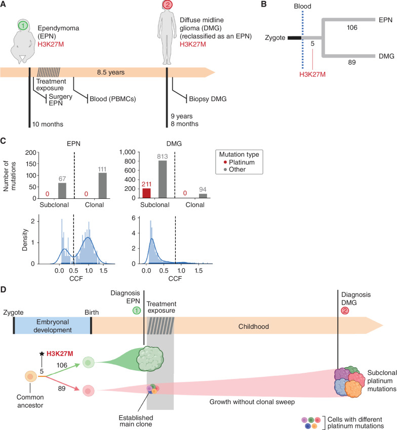 Figure 2. The origin of the second tumor in case 2. A, Eight and a half years after the development of EPN, case 2 presented with DMG (subsequently reclassified as an EPN during the preparation of this article). B, The analysis of whole-genome somatic mutations in both tumors revealed a common somatic driver mutation followed by completely independent development. C, A careful reconstruction of the activity of SBS31 (and all other mutational signatures) contributing to the mutational profile of the EPN and DMG yields estimates of the activity of both. SBS31 appears active only across subclonal mutations of the DMG, revealing that it was already present at the time of diagnosis of the EPN. D, Schematic representation of the evolution of the two tumors of case 2.