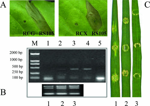 FIG. 4.