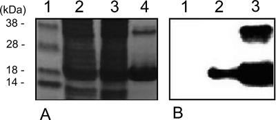 FIG. 8.