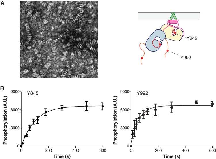 FIG 12