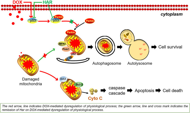 GRAPHICAL ABSTRACT