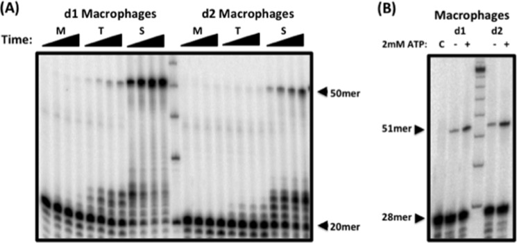 FIGURE 4.