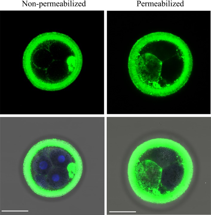 Fig. 4.