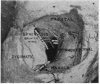 436-1