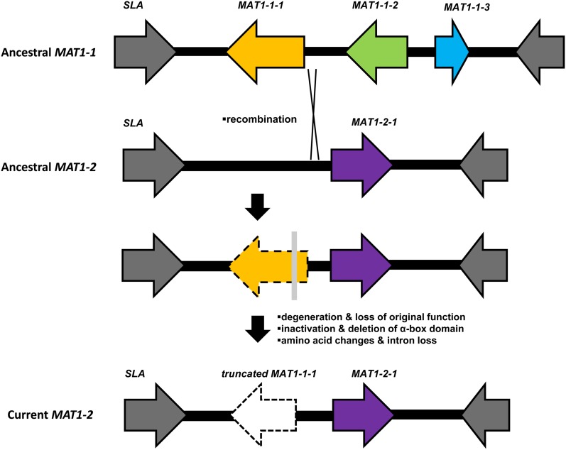 Figure 7 