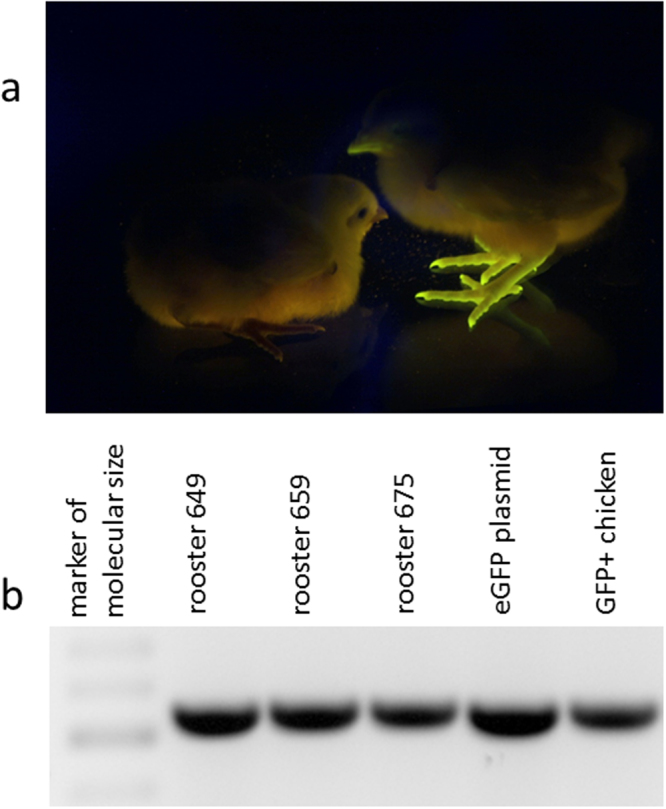 Figure 6