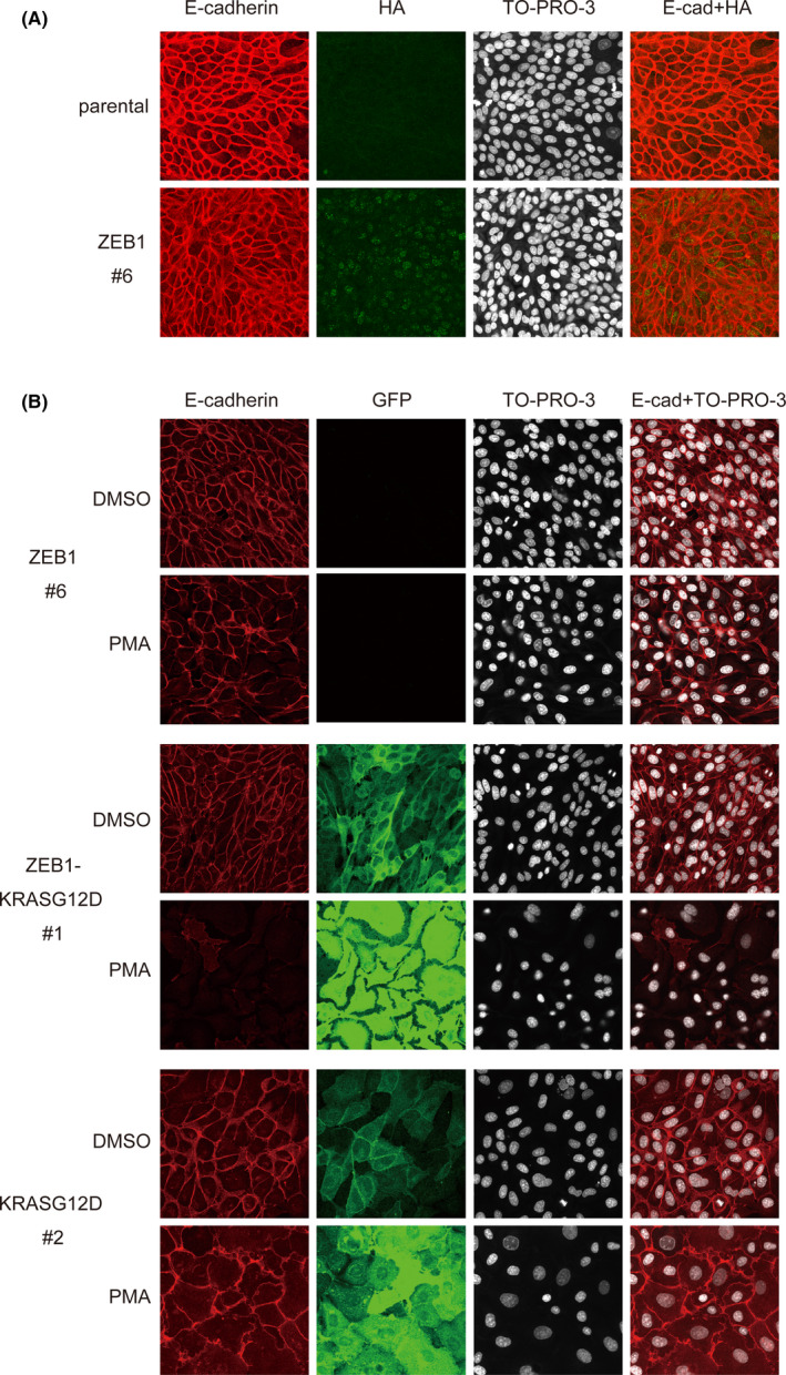 FIGURE 4