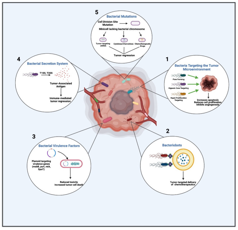 Bacterial-Based Cancer Therapy (BBCT): Recent Advances, Current ...