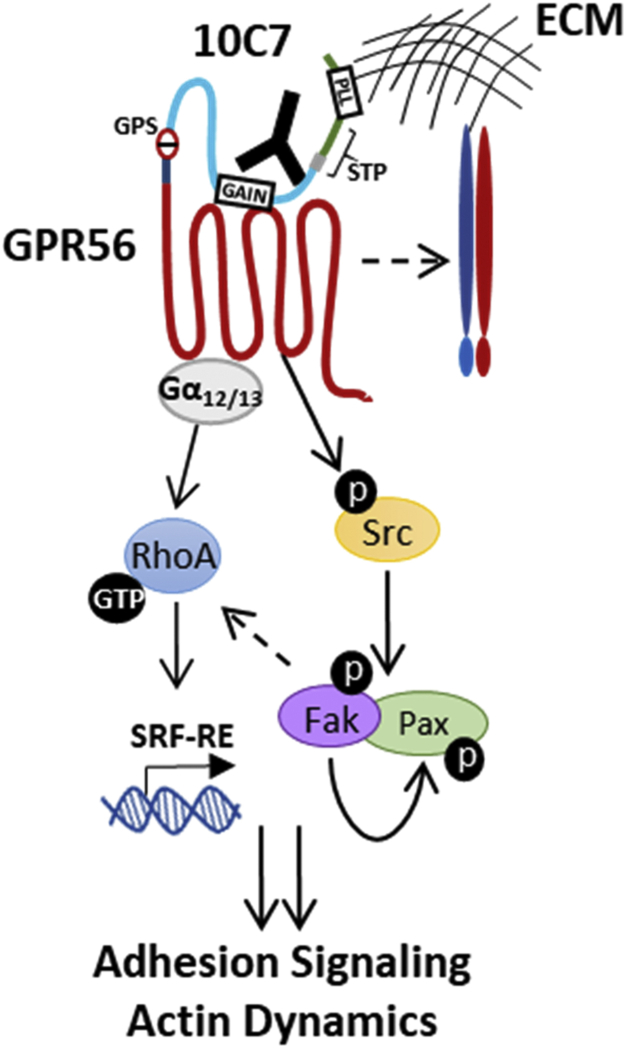 Figure 7