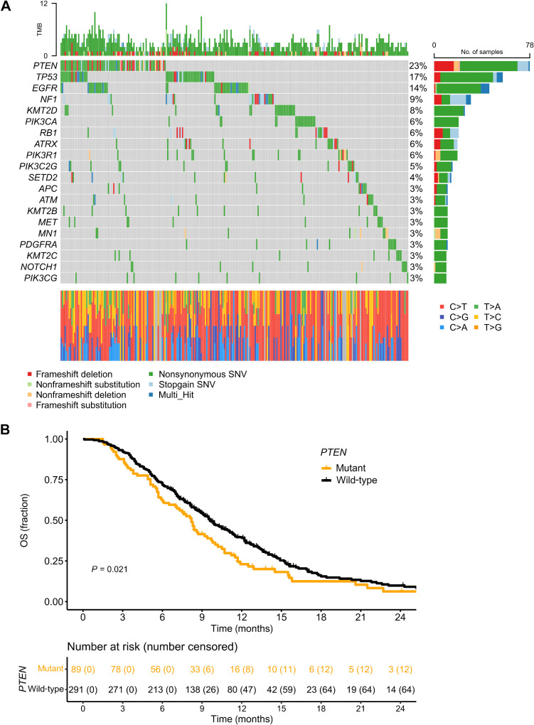 Figure 3. Impact of somatic mutations in the EORTC-26101 cohort. A, Oncoplot with SNVs and indels in the 20 most frequently affected genes in the complete EORTC-26101 biomarker cohort (n = 380). B, OS according to PTEN mutation status (n = 380).